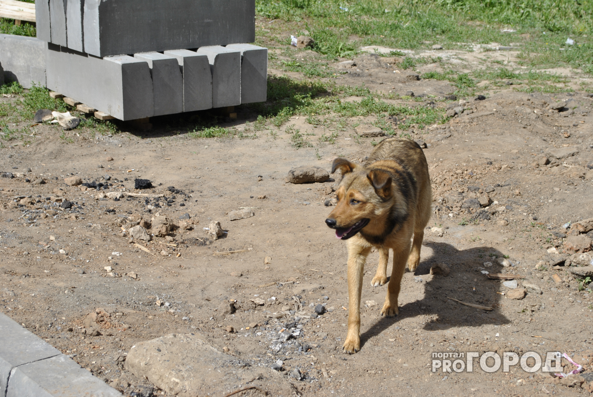 На отлов бродячих собак в Сыктывкаре потратят почти полтора миллиона рублей