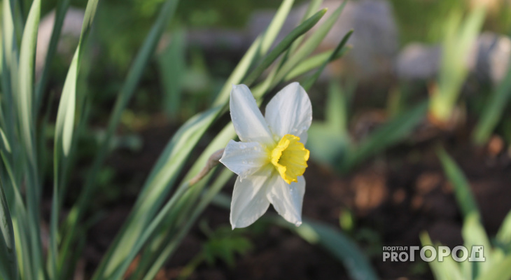 Погода в Сыктывкаре на 17 мая: станет теплее