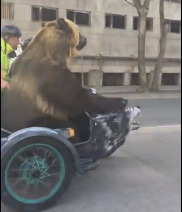 В центре Сыктывкара медведь катается на мотоцикле (видео)