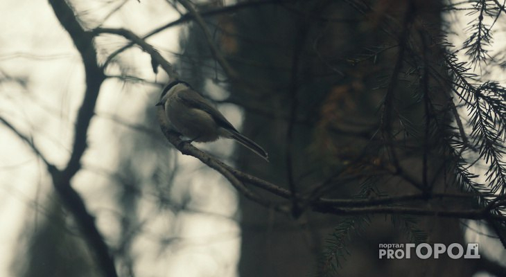 Погода в Сыктывкаре на 5 июня: будет прохладно