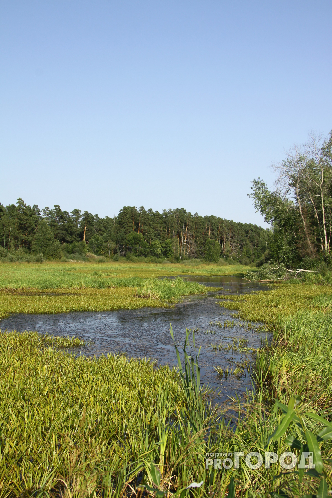 В кустах близ одной из деревень Коми найдено тело мужчины