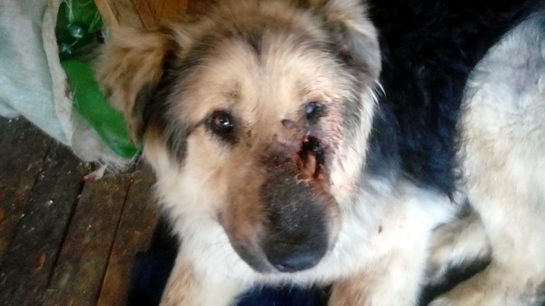Зоозащитники Коми пытаются спасти собаку, которой прострелили морду