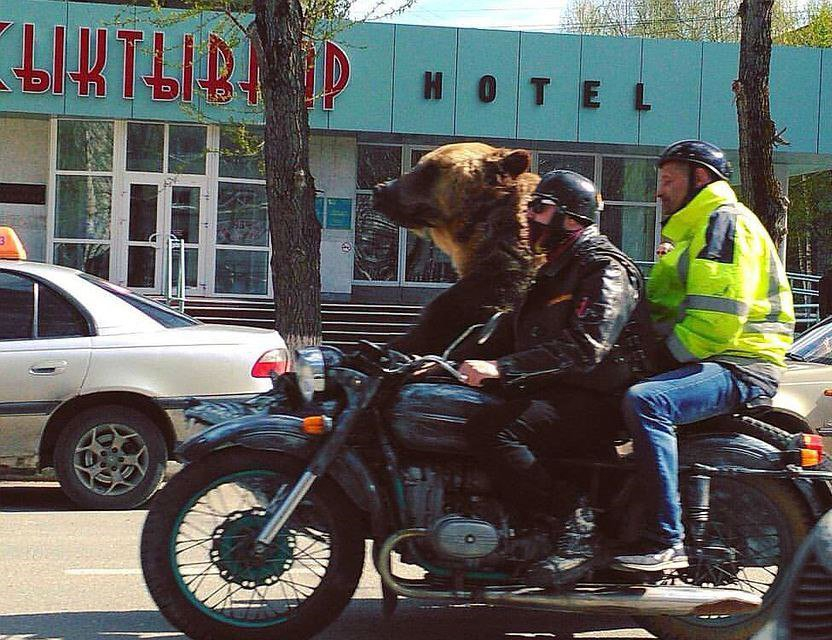 В Сыктывкаре работник цирка угнал мотоцикл, в котором по городу катали медведя