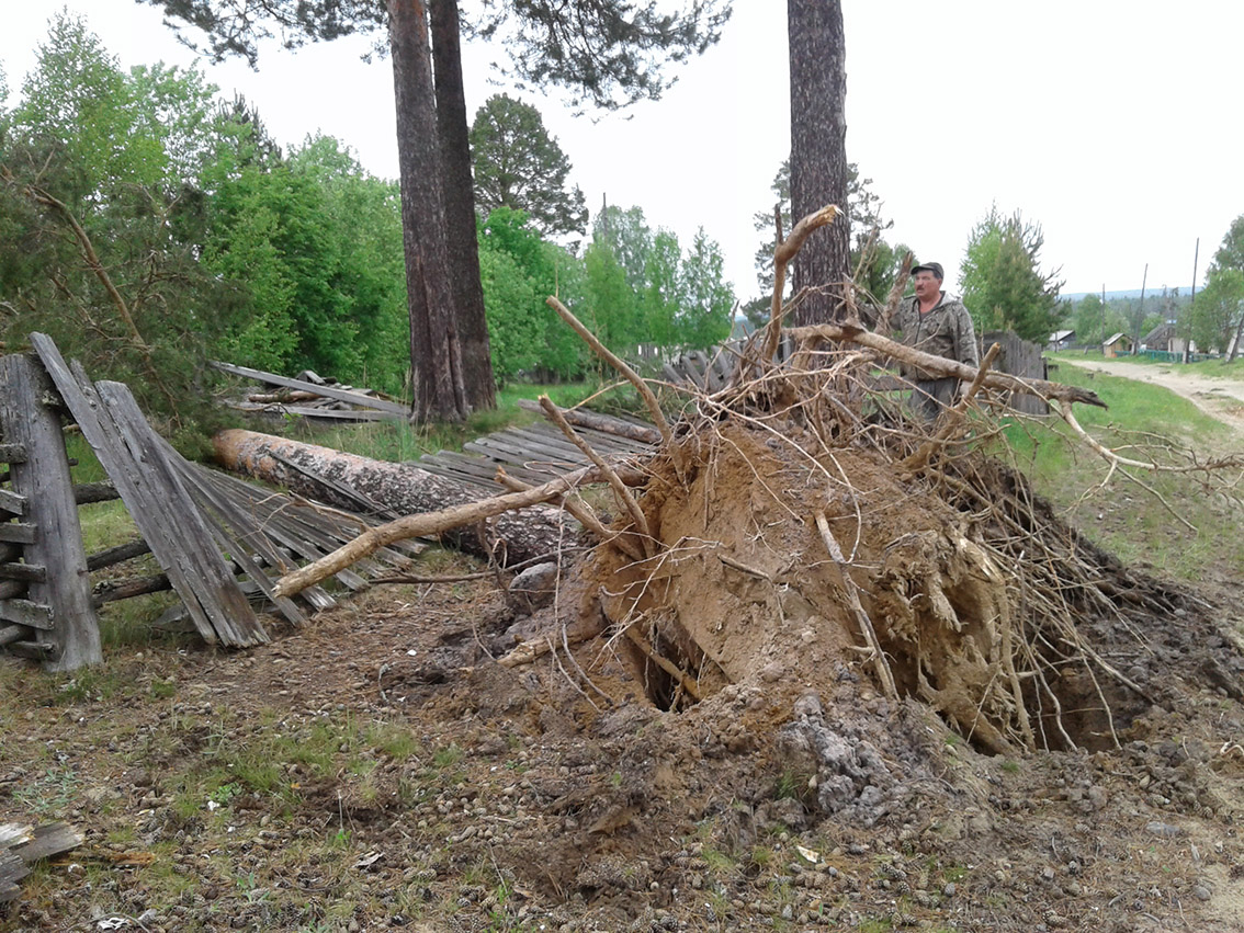 В Коми смерч с корнем вырывал вековые деревья (фото)