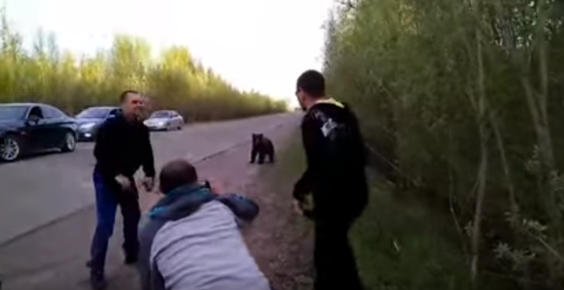 Жители Коми сняли видео, как они убегают от медведя
