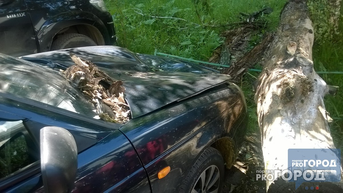 В Сыктывкаре дерево обрушилось на припаркованный автомобиль (фото)