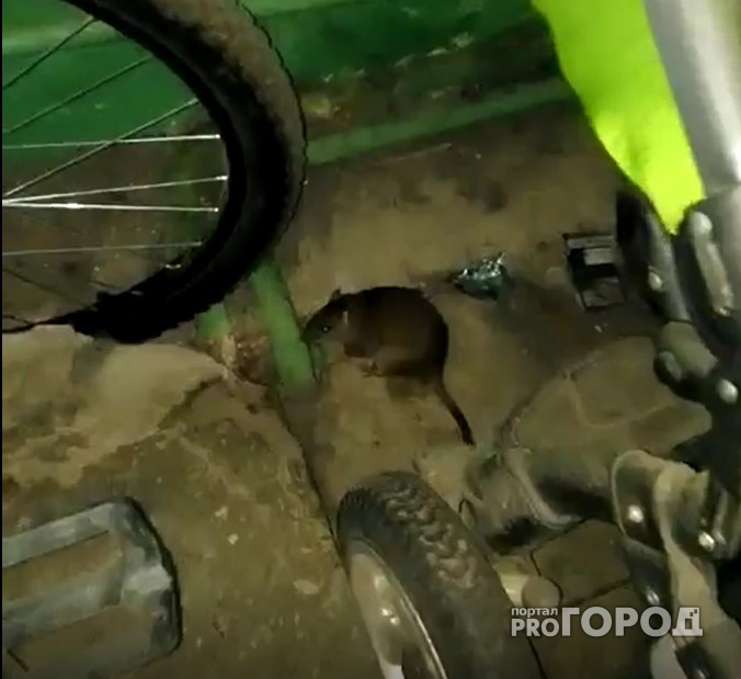 В Сыктывкаре грязные крысы ползают и живут в детских колясках (видео)