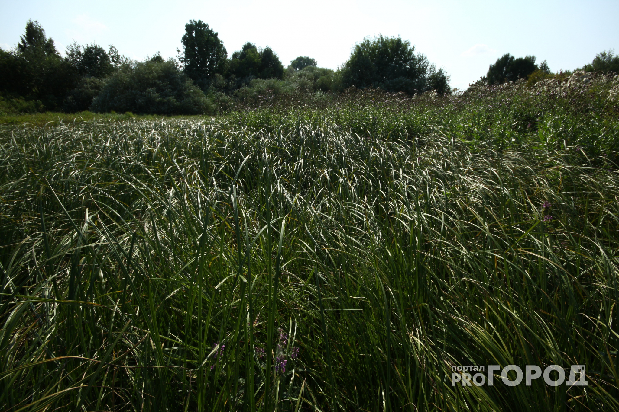 Погода в Сыктывкаре на 5 августа: зонт и куртка или шлепки и солнечные очки?
