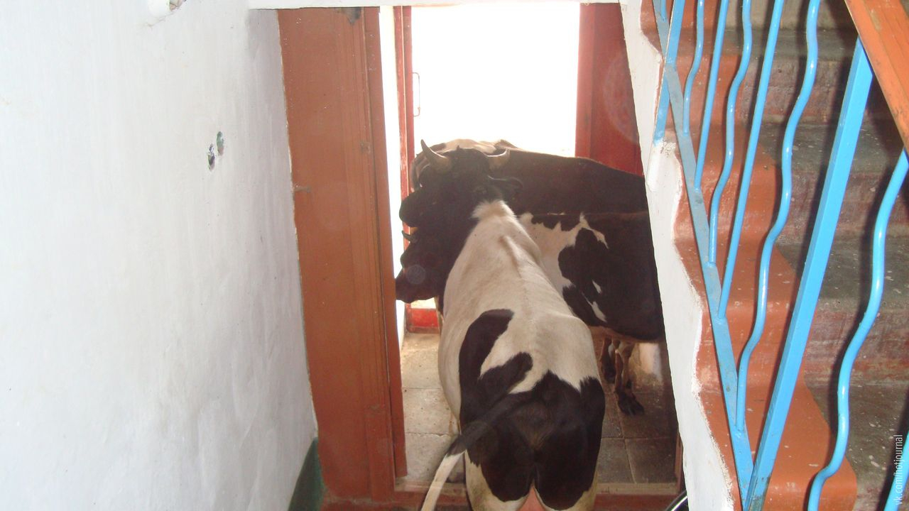 В Коми наглые коровы устроили стоянку в подъезде домов (фото)