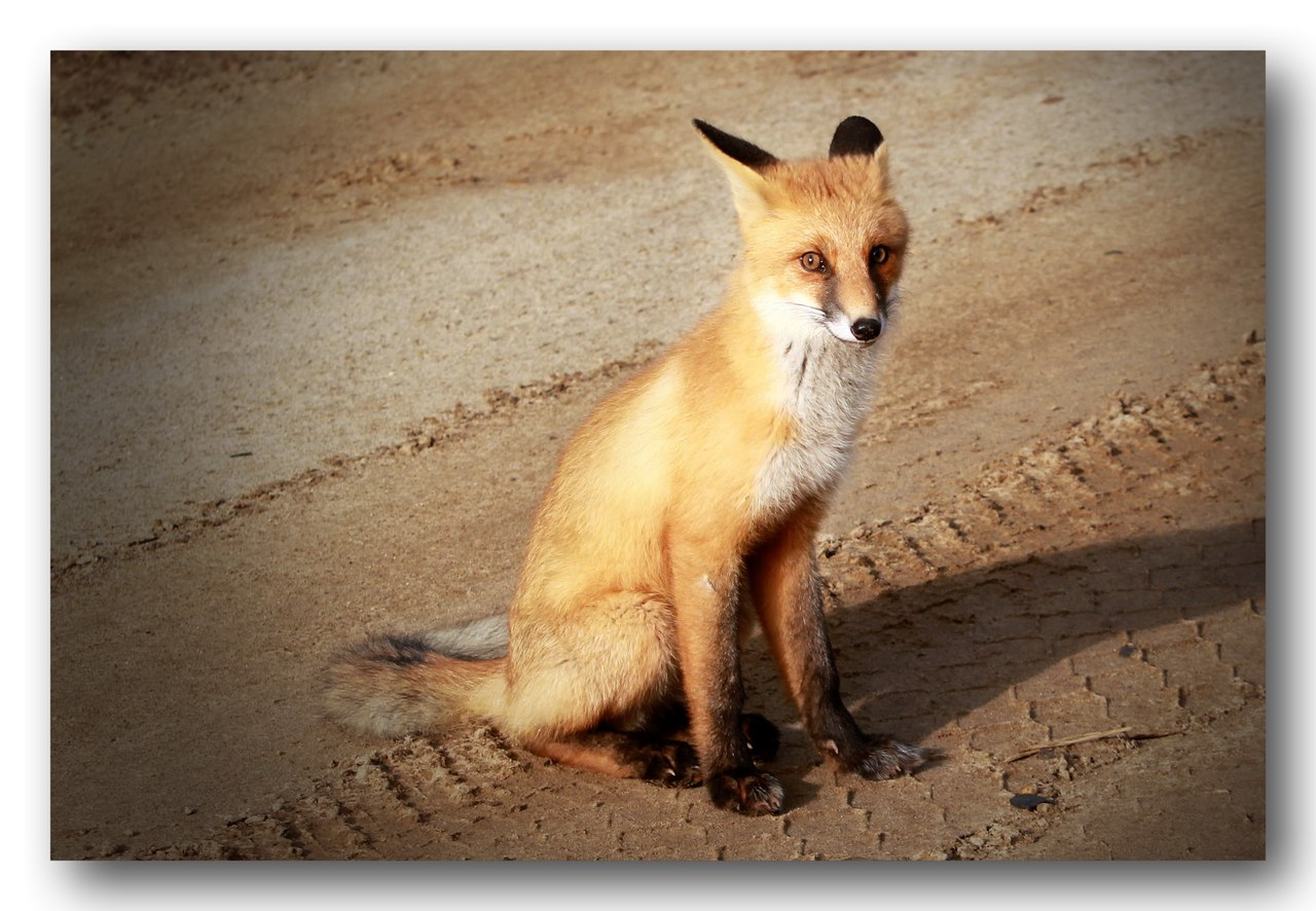 В Коми обнаружили самую милую лису-фотомодель (фото)