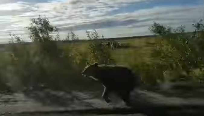 В Коми медведь гнался за автомобилем (видео)