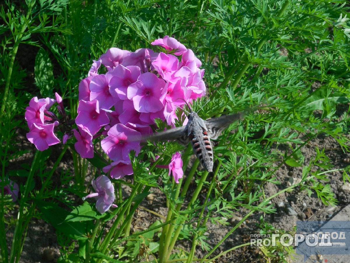Жителей Коми испугала гигантская бабочка с 10-сантиметровым хоботом (фото, видео)