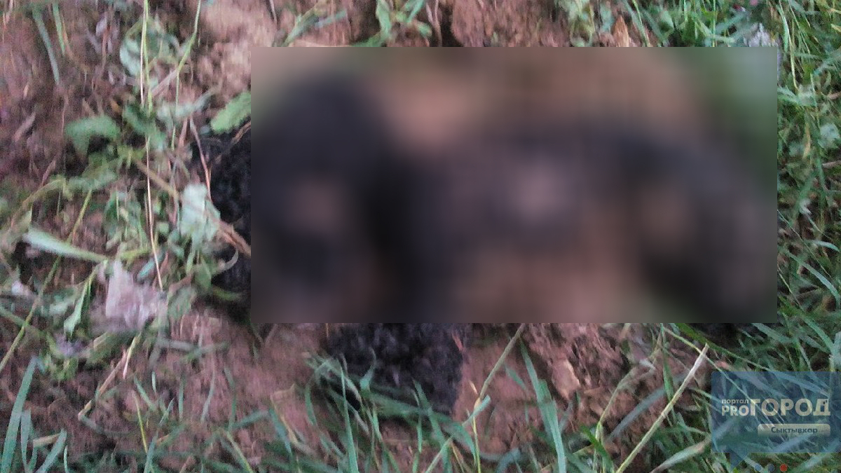 В Коми жестоко избили и закопали заживо маленькую собаку (фото)