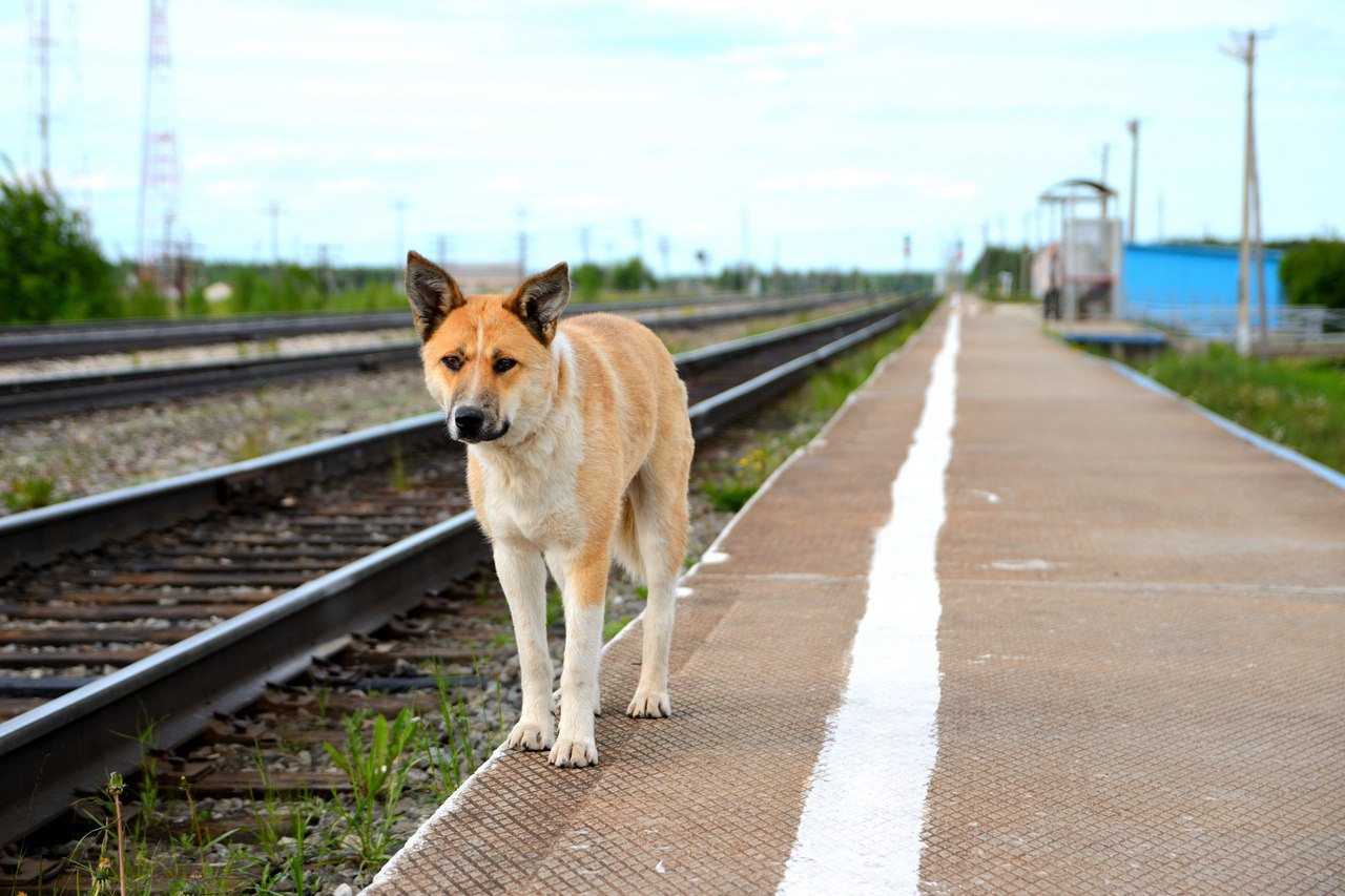 Собачья верность: в Коми пес каждый день приходит на вокзал в поисках погибшего друга