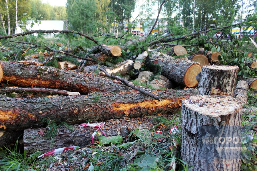 Мэрия прокомментировала вырубку деревьев в Мичуринском парке