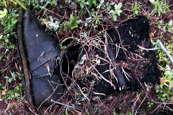 В Коми в лесу нашли человеческие останки со следами зубов диких зверей (фото)