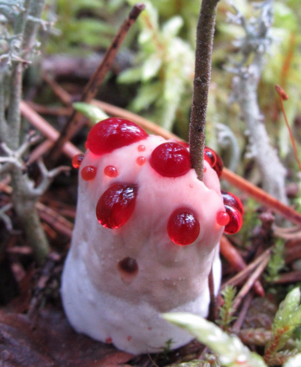 Жительница Коми нашла гриб, который сочится кровью и пахнет клубникой (фото)