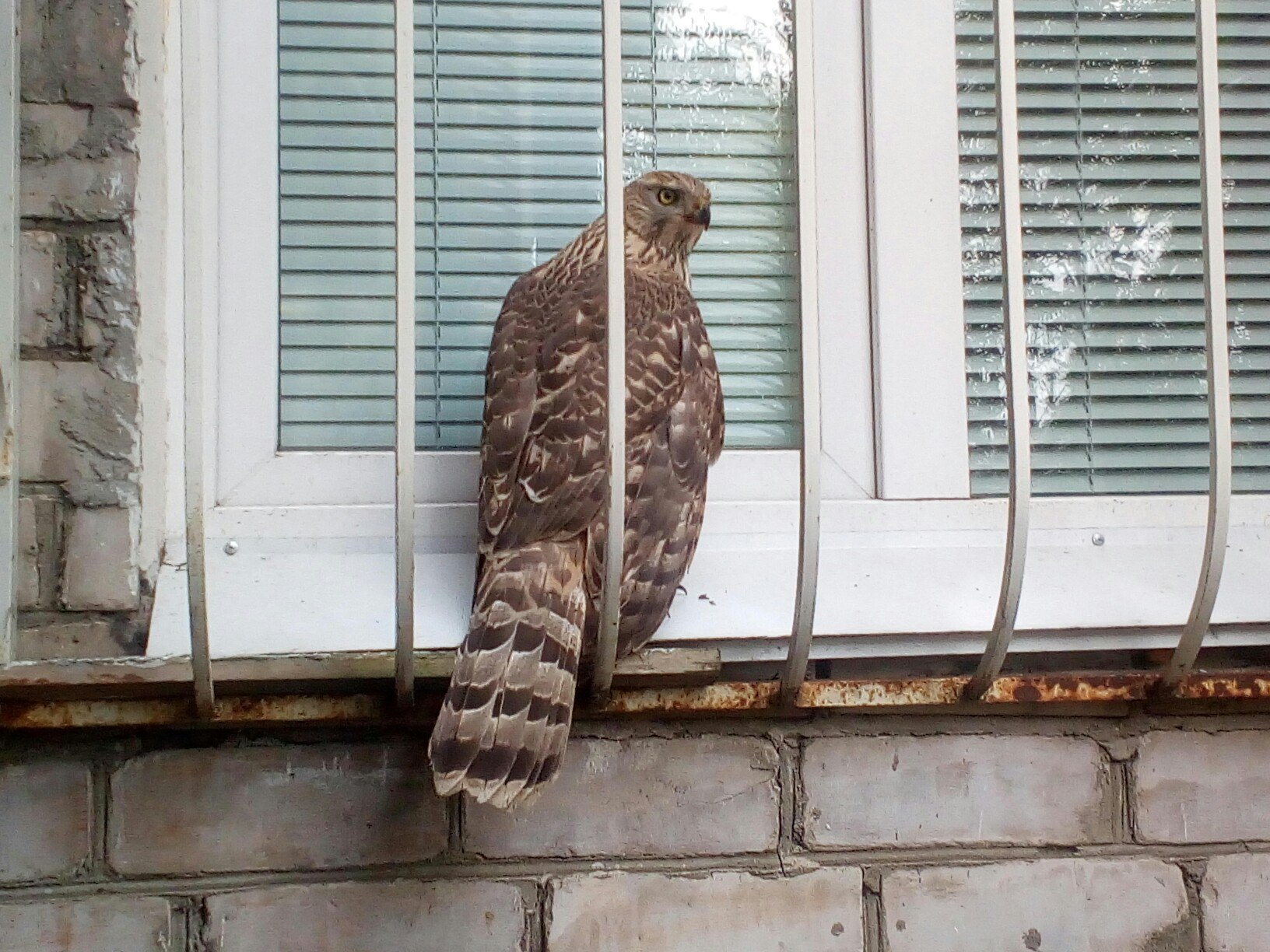 Жители Коми запечатлели необычную птицу в своём дворе (фото)