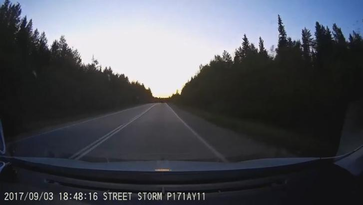 Очевидец снял на видео, как на трассе под Сосногорском бегает медведь