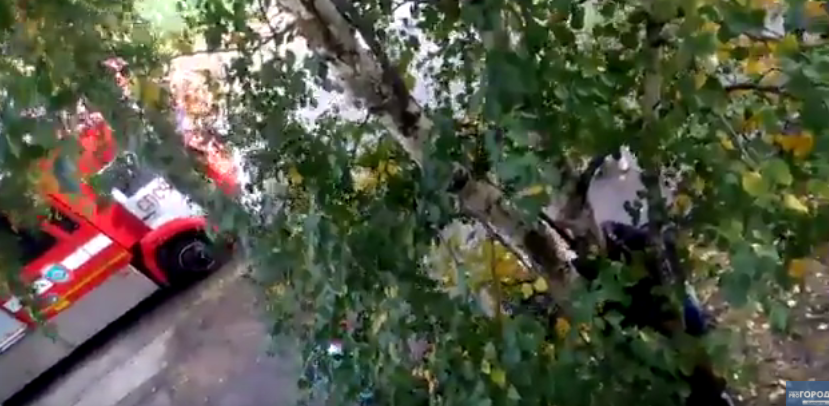 В Сыктывкаре спасатели сняли с дерева 9-летнего мальчика (видео)