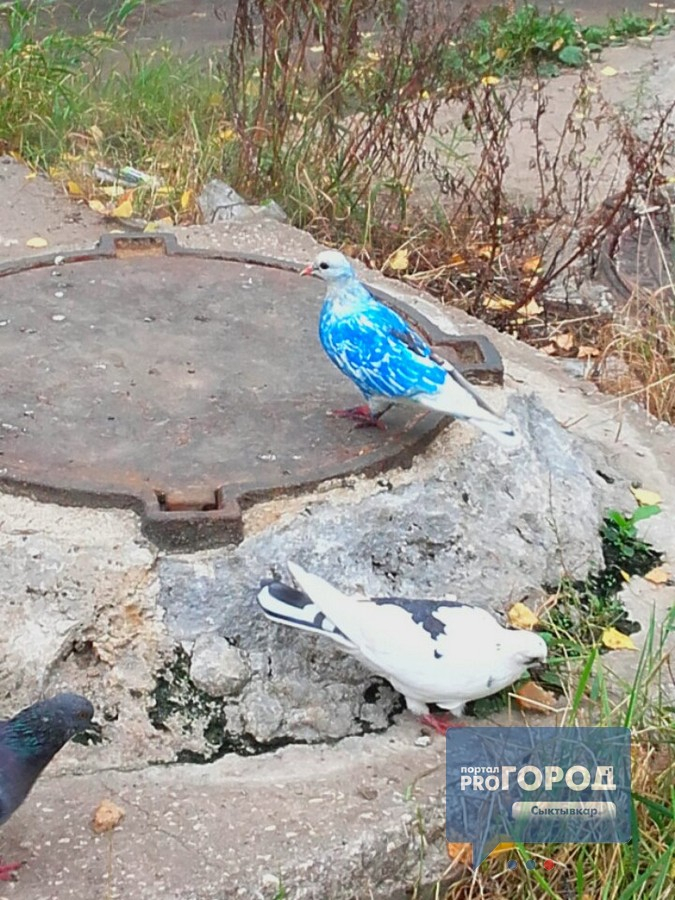 В Сыктывкаре обнаружили уникальную птицу бирюзового цвета (фото)