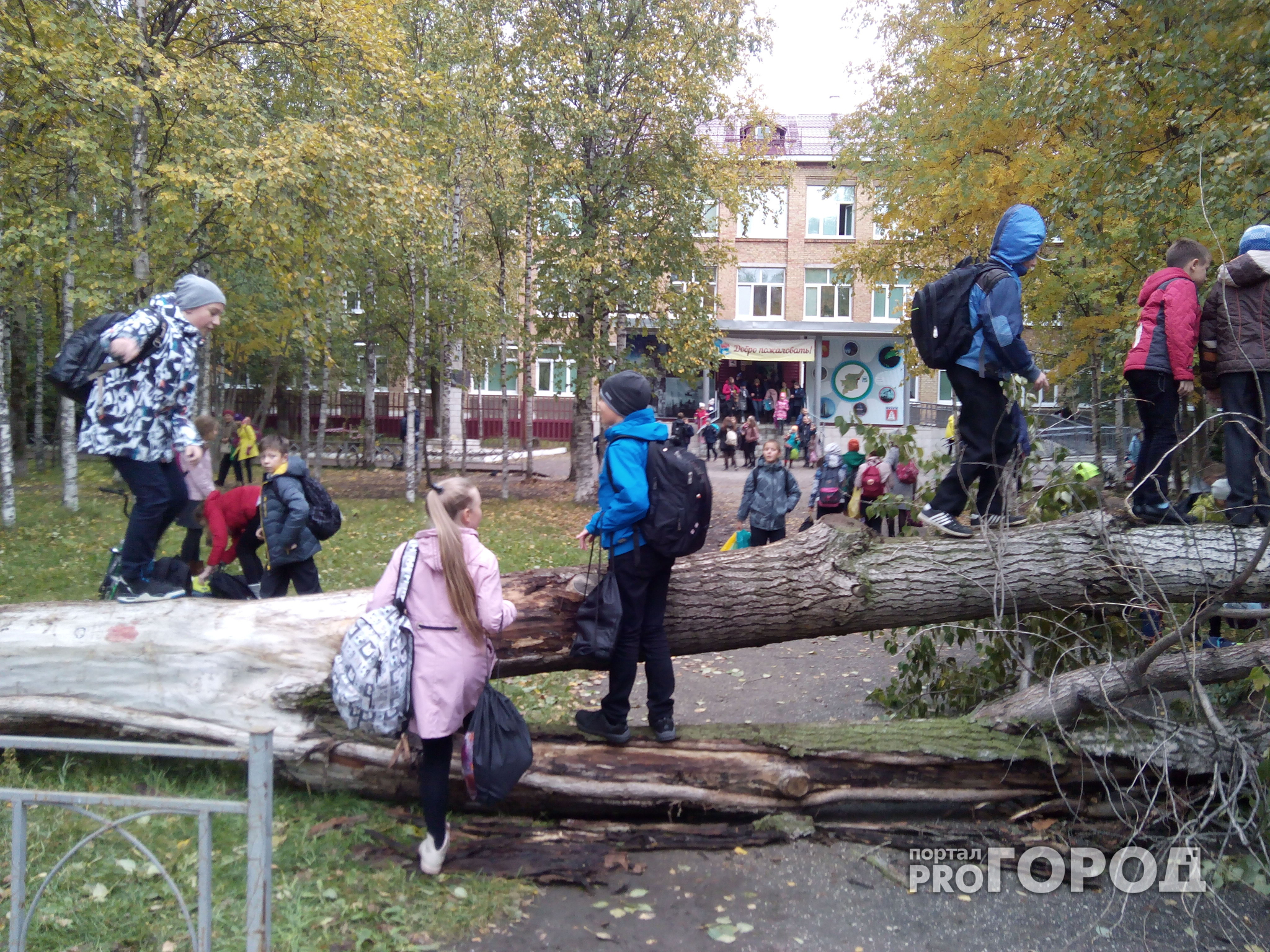 В Коми детям приходится перелезать через поваленное дерево, чтобы попасть в школу (фото)