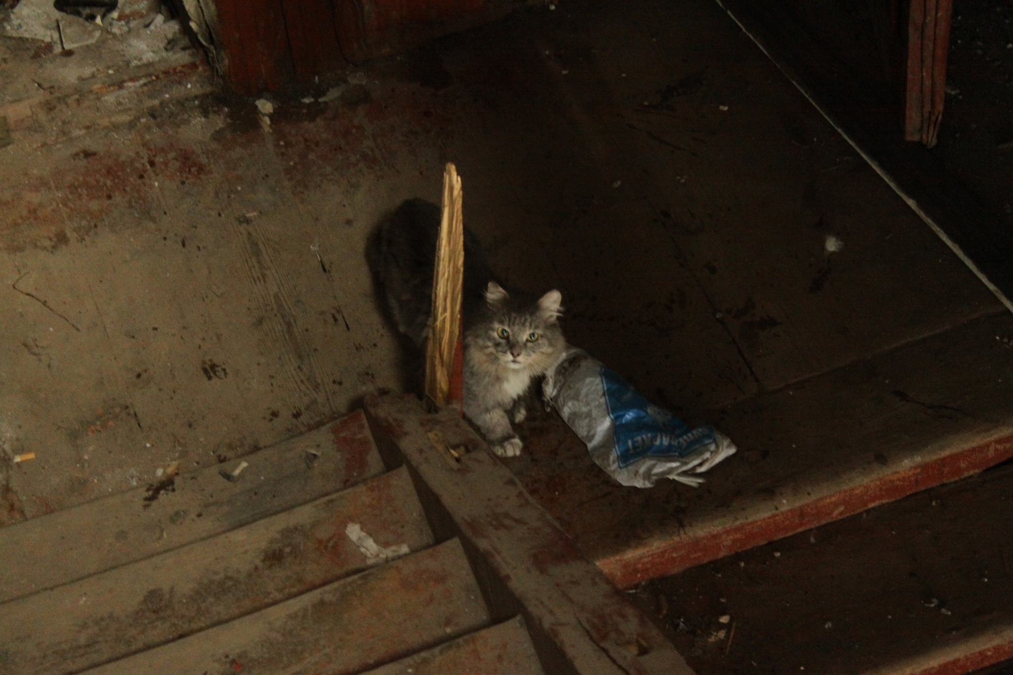 В Коми живодер разбивает морды кошкам