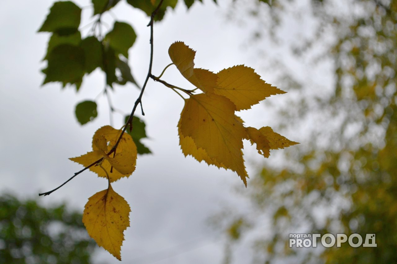 Стало известно, какая погода будет в Коми на этой неделе