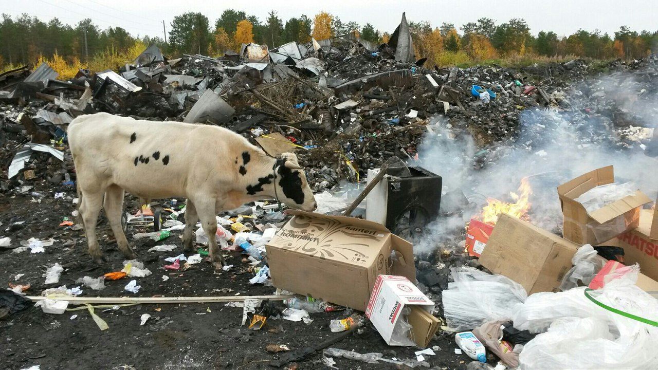 Апокалиптичное фото: в Коми животные пасутся на свалках среди полыхающего мусора (фото)