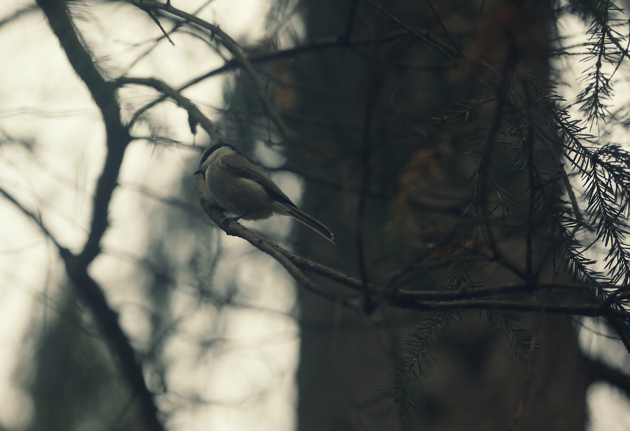 Погода в Сыктывкаре 6 октября:  очередной день без солнца