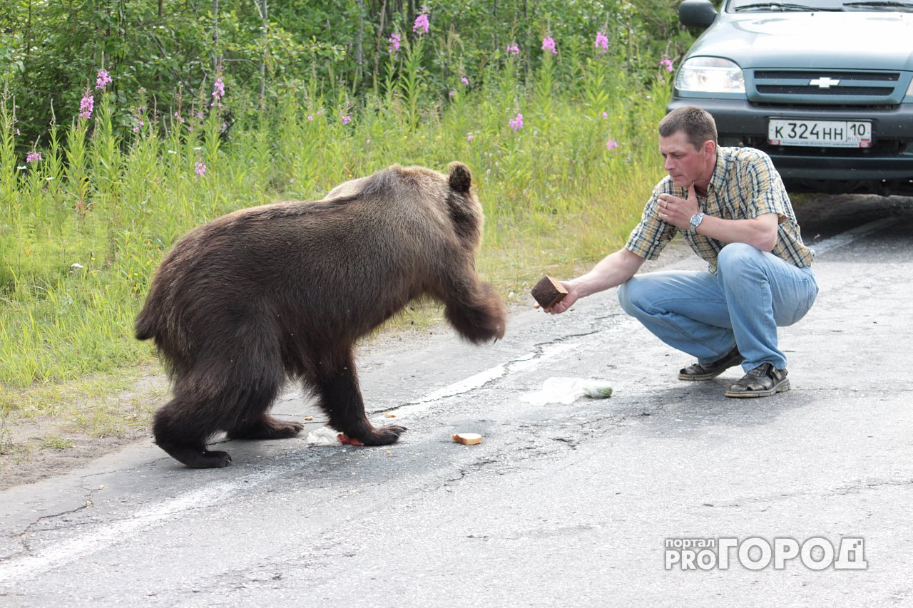 В соцсетях начался марафон шуток про медведей в Коми