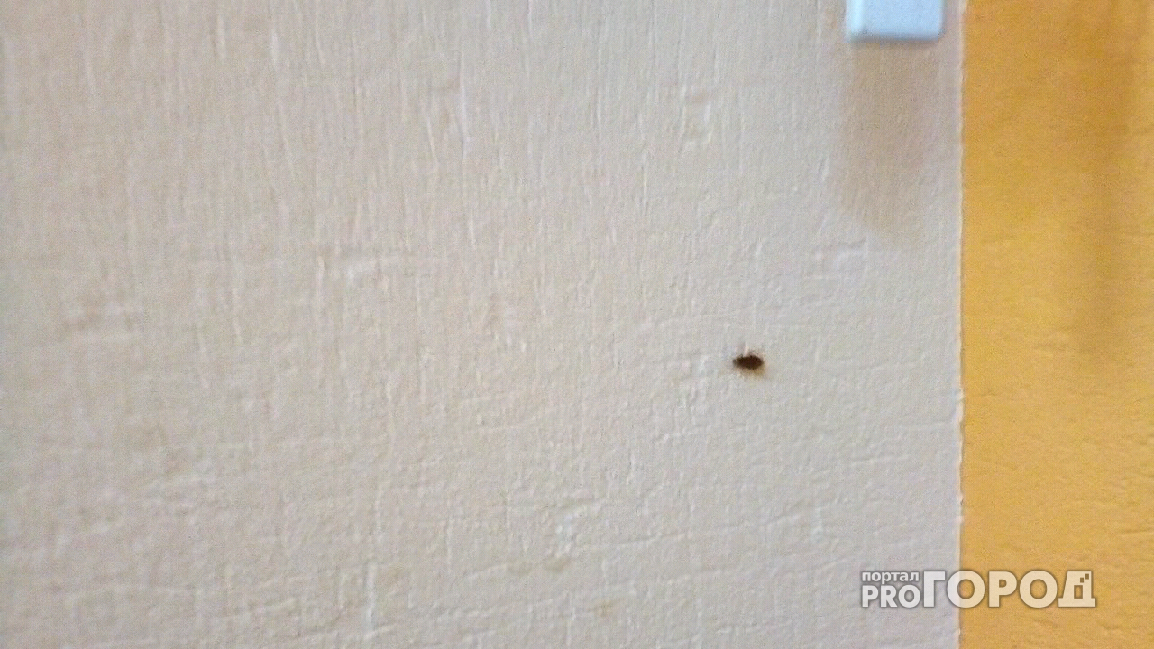 В известной пиццерии Сыктывкара по стенам ползают тараканы (фото, видео)