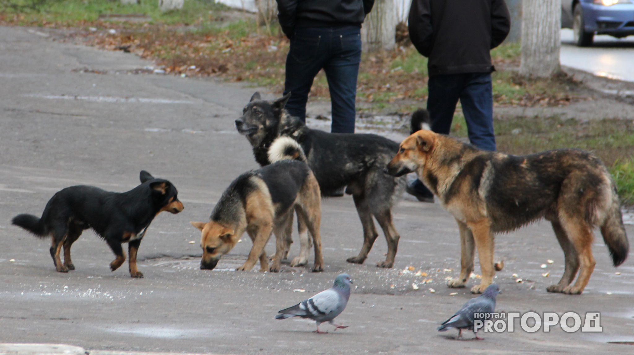 В Сыктыкаре свора собак сорвала уроки в школе