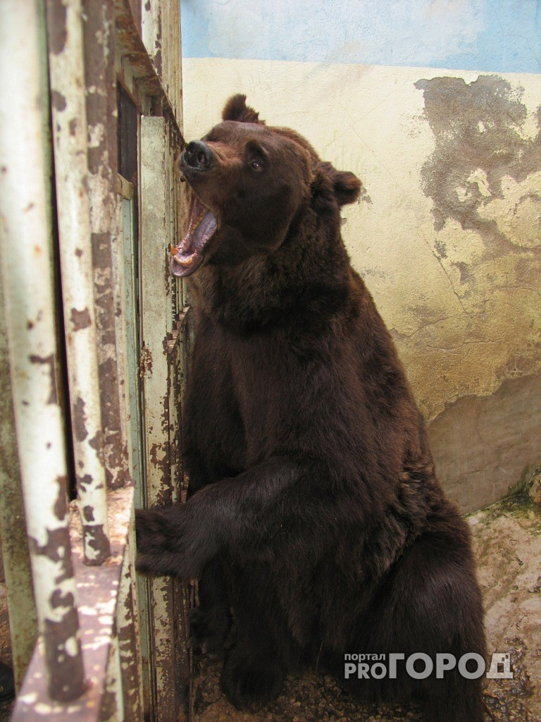 Сбежавший из зоопарка медведь до смерти задрал пенсионера