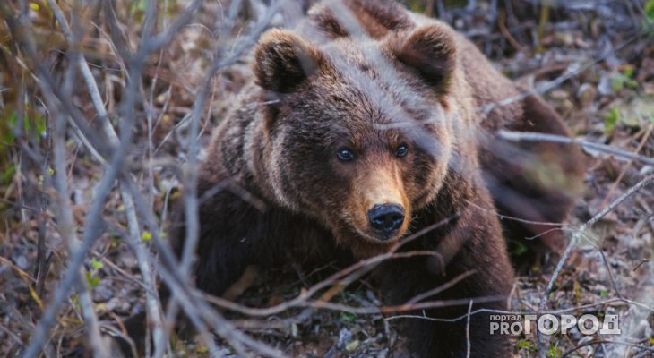 В Коми полицейские застрелили медведицу с медвежонком