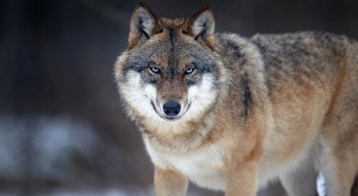 За год популяция волков в Коми выросла вдвое