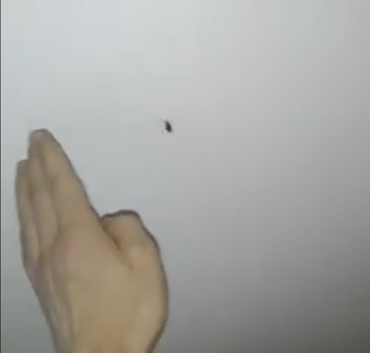 В сыктывкарской пиццерии тараканы падают с потолка в еду (видео)