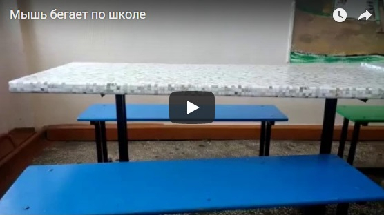 По столовой одной из сыктывкарских школ носится мышь (видео)
