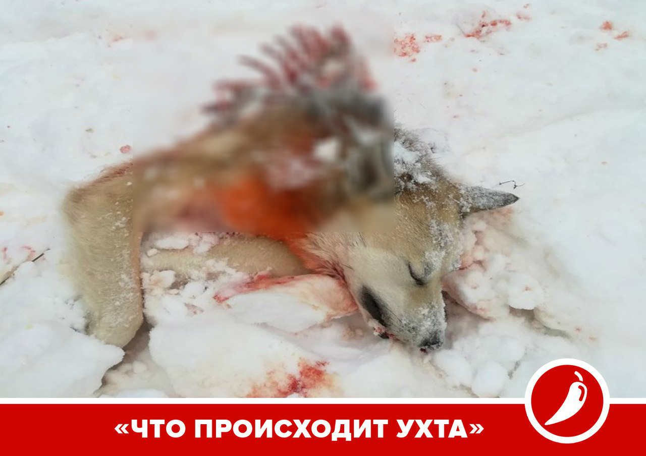 В Коми волки разорвали на куски домашнюю собаку (фото строго 16+)