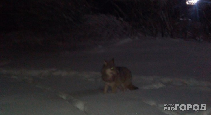 В Коми началась спецоперация по охоте на волков, которые угрожают людям