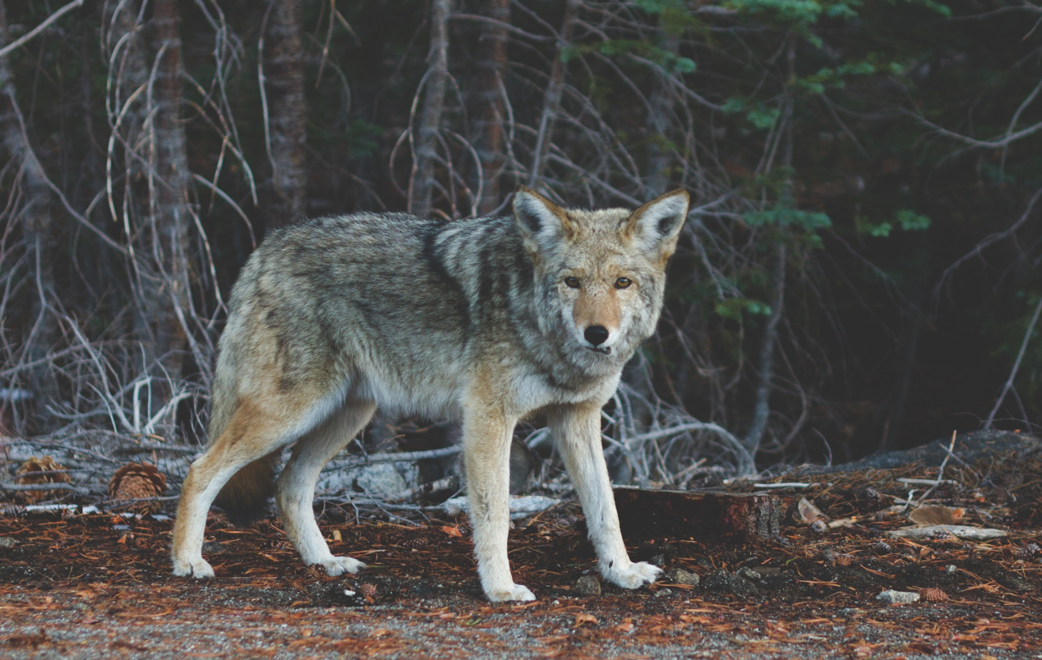 В Коми голодные волки открыто вышли на охоту на улицы населенных пунктов