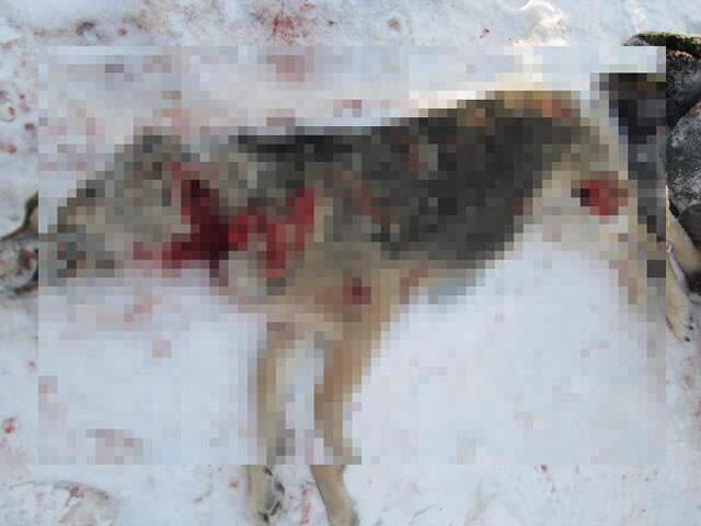 В Коми нашли изрезанные трупы домашних собак (фото 16+)