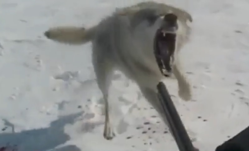 В одной из деревень Республики Коми волки устроили кровавую бойню (видео 16+)