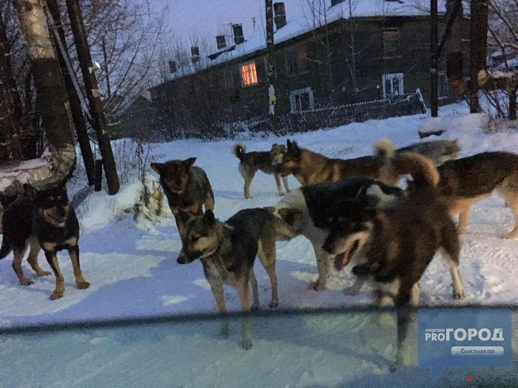 Сыктывкарский Лесозавод атаковали десятки разъяренных собак (фото)