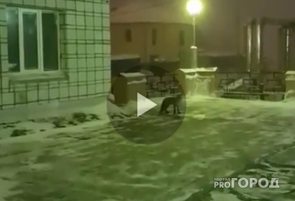 В Сыктывкаре рядом со школой разгуливала лиса (видео)