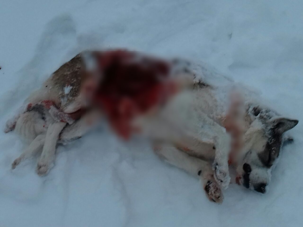 Жители Коми опубликовали новые фото с кровавого пиршества волков (фото 16+)