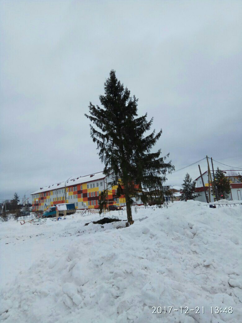 В одном из поселков Коми установили жутко ободранную новогоднюю елку