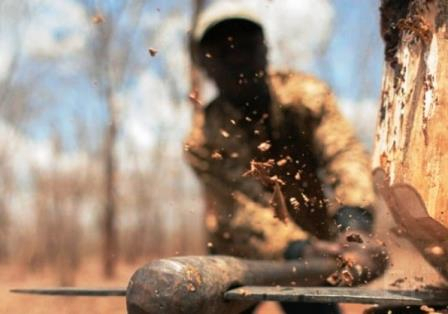 Бизнесмен из Коми, который незаконно вырубил почти 1000 деревьев, отделался «условкой»