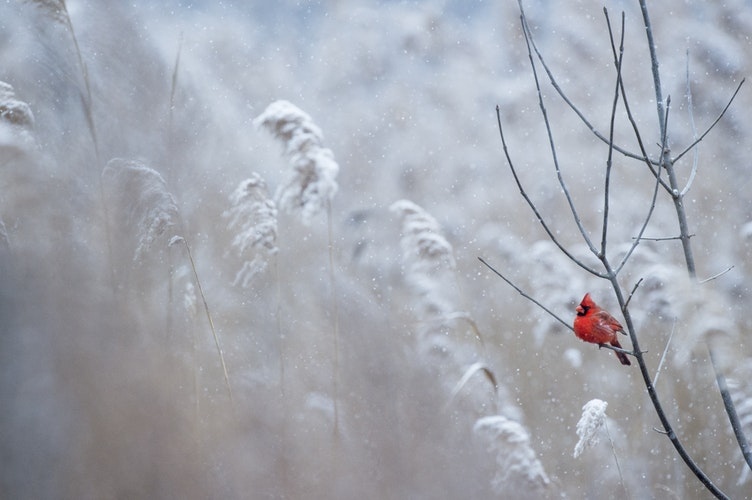 Погода в Сыктывкаре 27 декабря: холоднее в этом году уже не будет