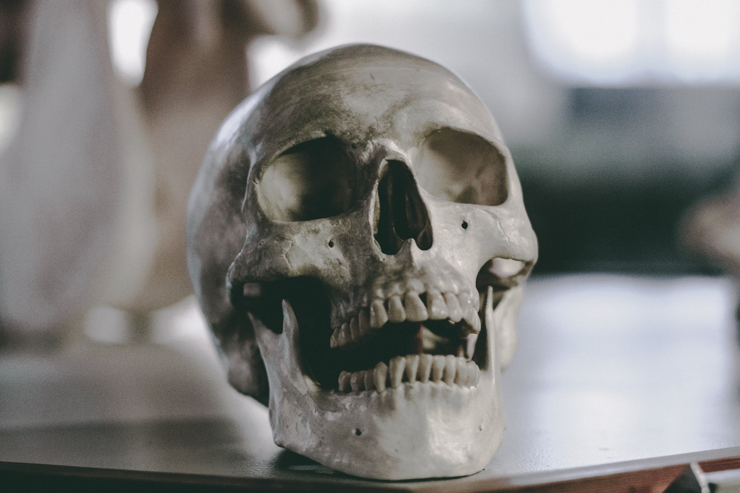 В Коми нашли череп светловолосой молодой женщины